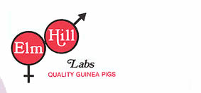 Hartley Guinea Pigs and Research Animals to Help Humanity